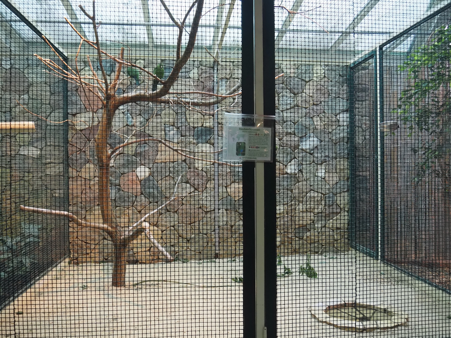 Blue-bellied parrot aviary, 2024-05-22