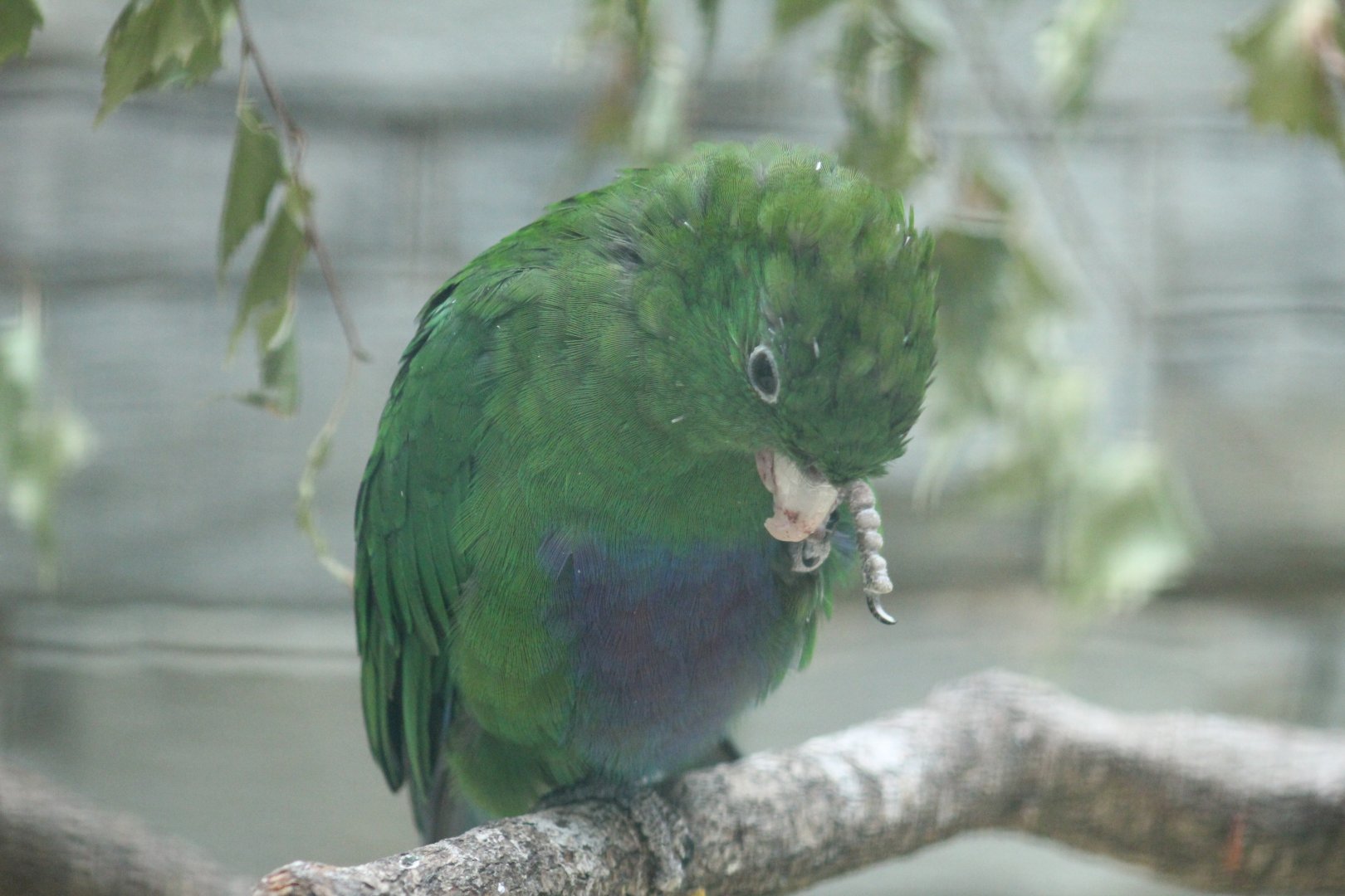 Blue-Bellied Parrot