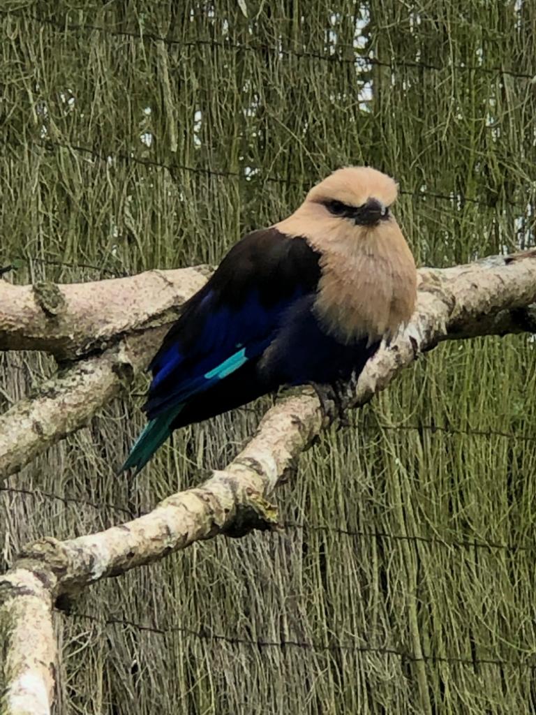 Blue-bellied roller 081019