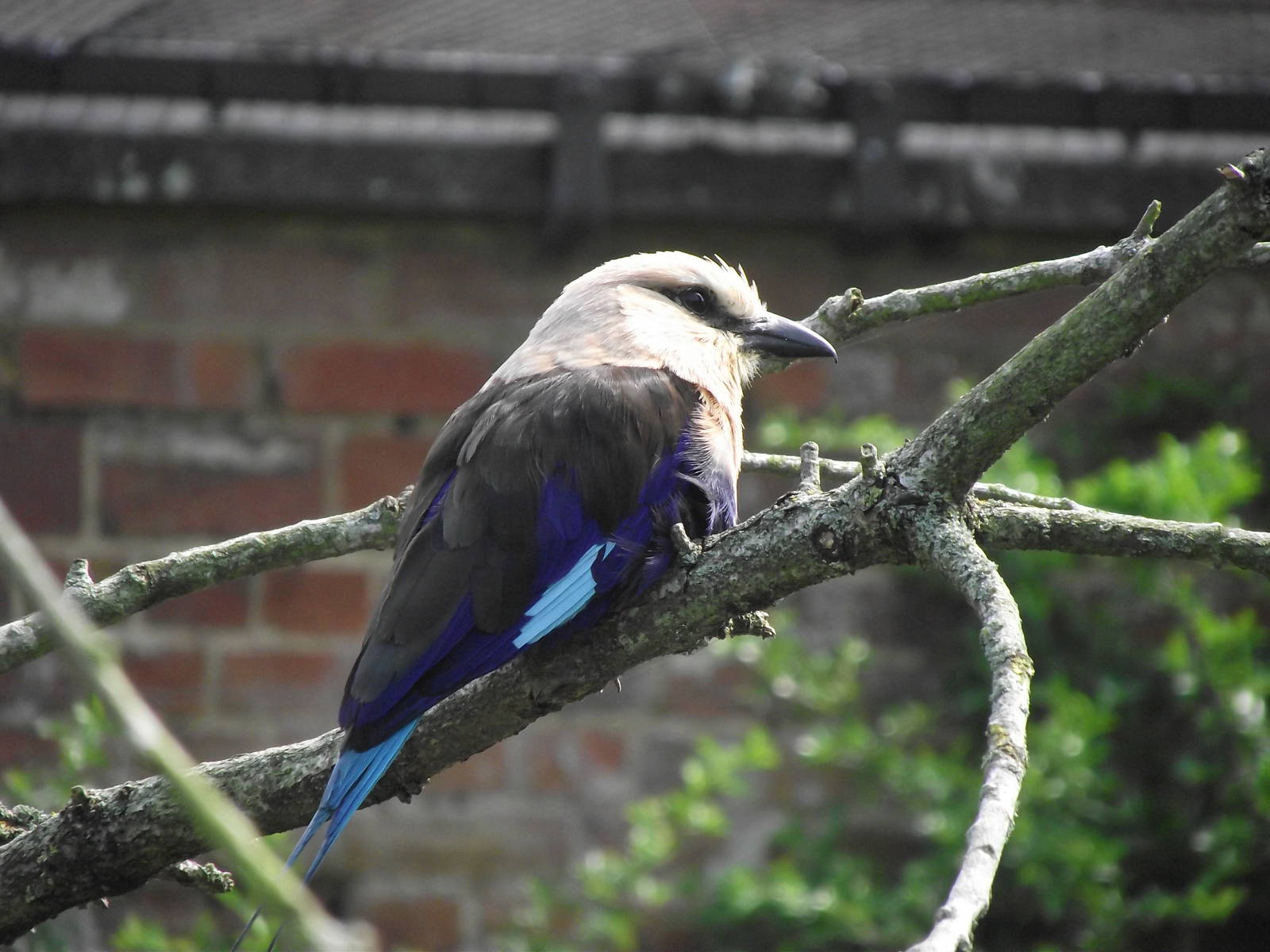 blue-bellied roller 100711