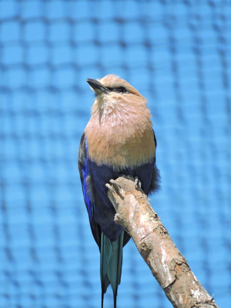 Blue-bellied roller [2015]