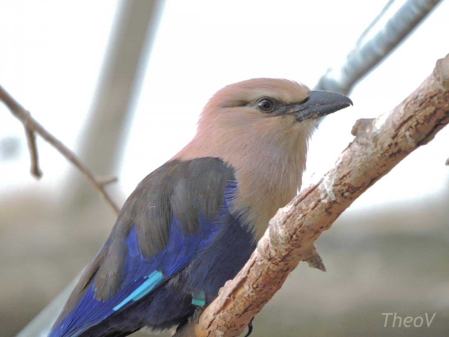 Blue-bellied roller [2016]