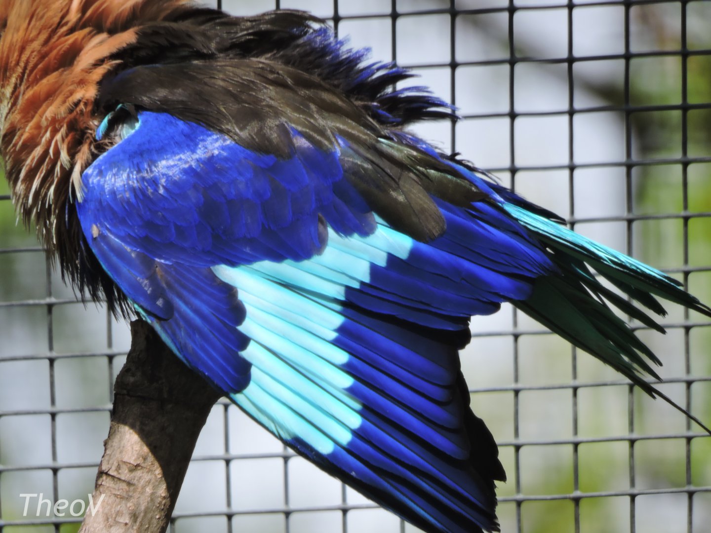 Blue-bellied roller [2017]