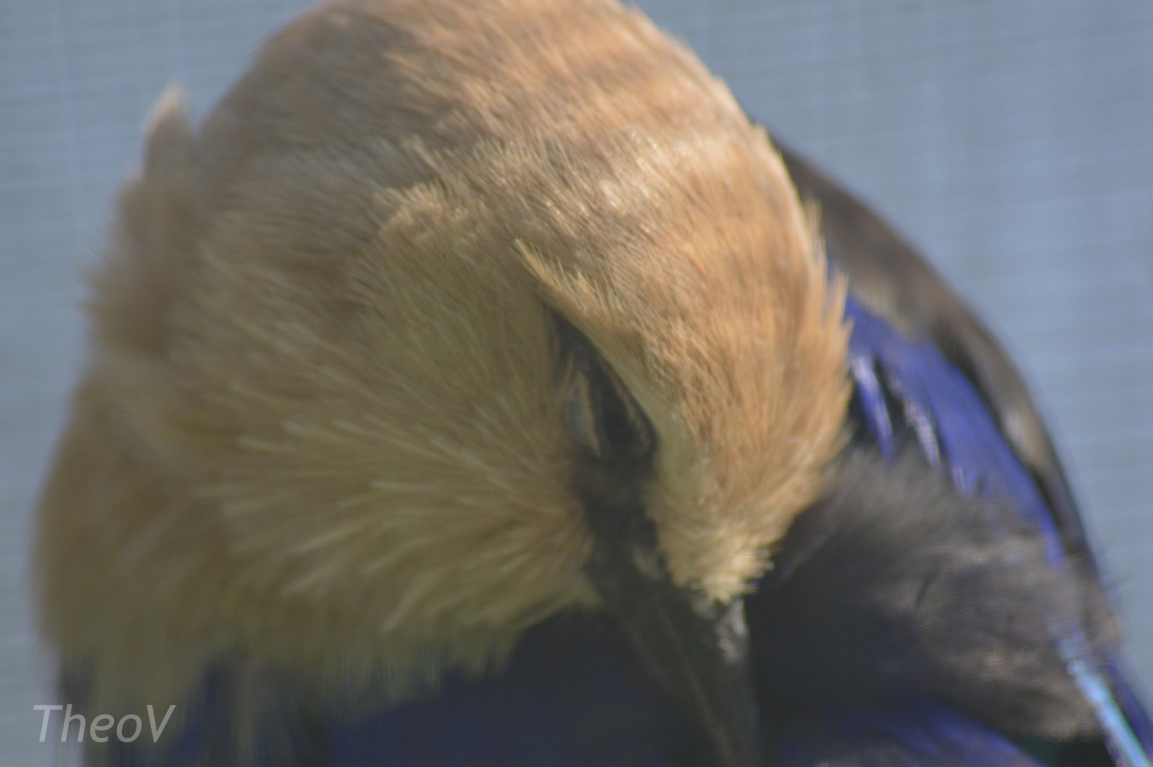 Blue-bellied roller [2018]