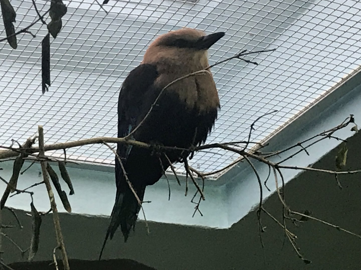 Blue-bellied roller 290118