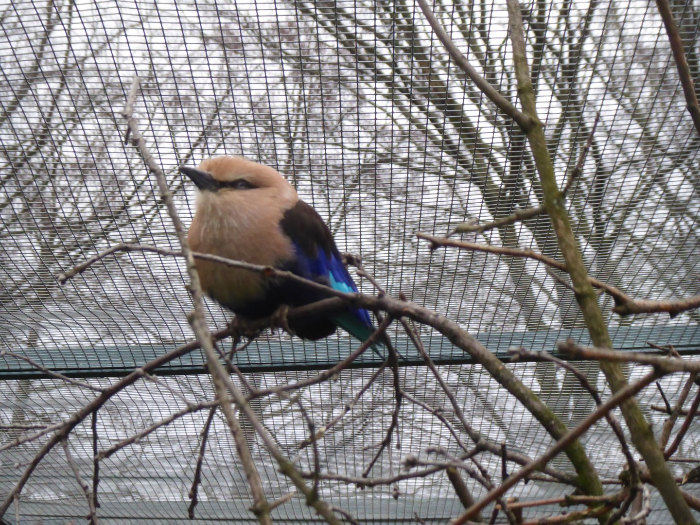 Blue-bellied roller 290118