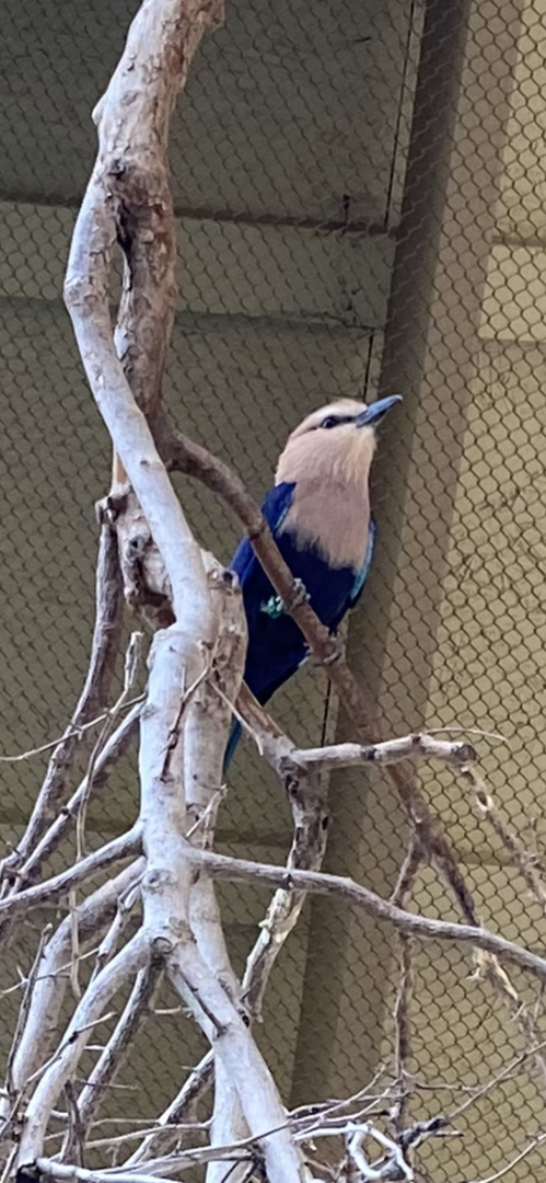 Blue-Bellied Roller - 6/4/223