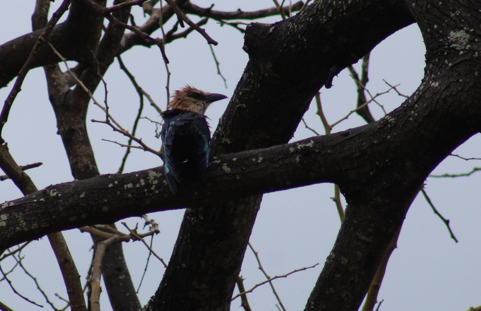Blue-bellied roller - after a shower