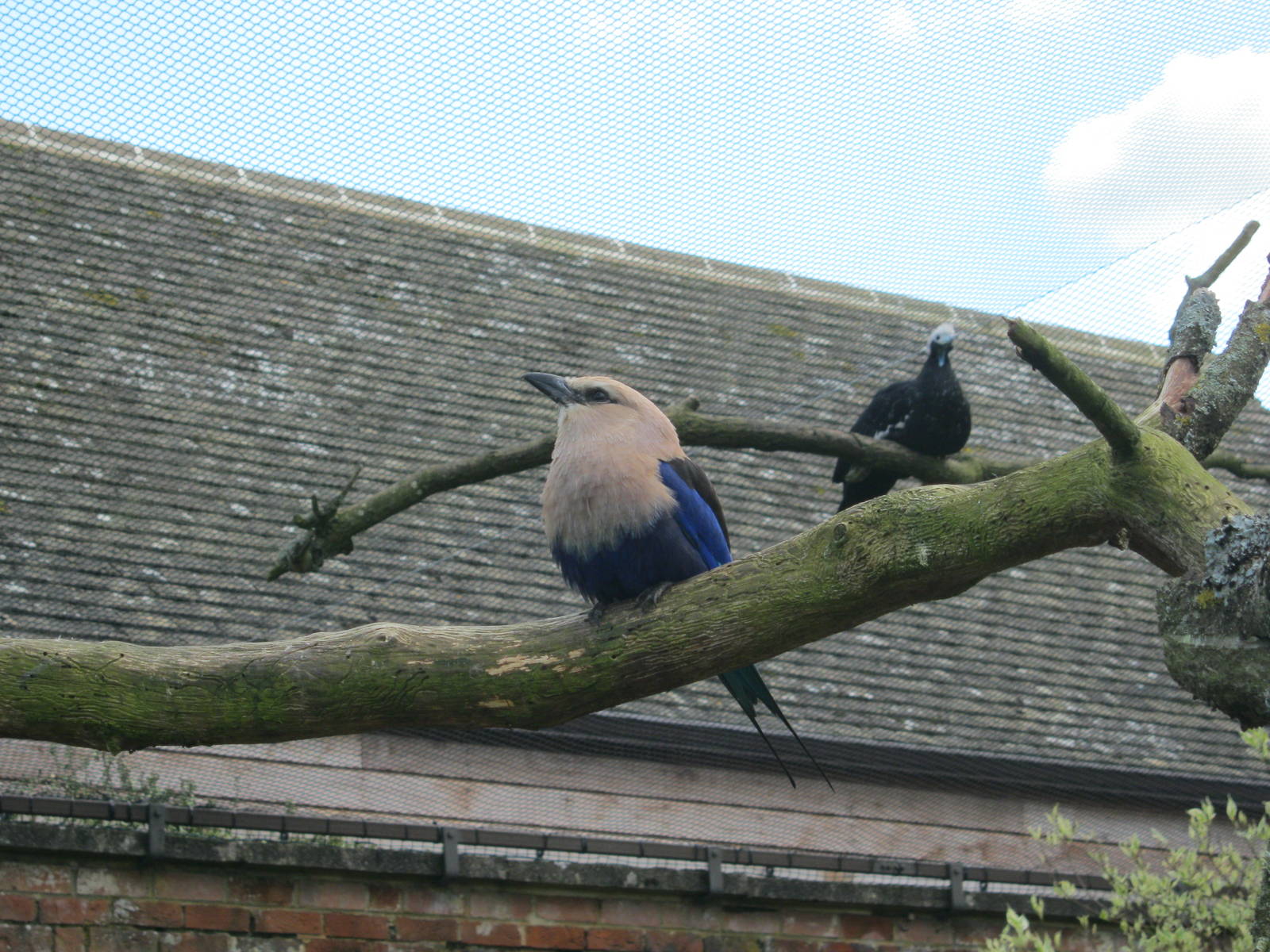 Blue-Bellied Roller and Trinidad Piping Guan.