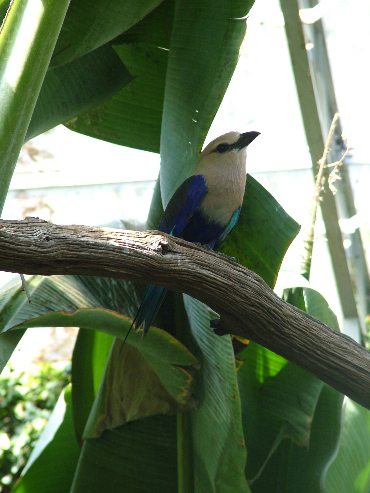 Blue-bellied Roller at Cotswold WP 17/04/10