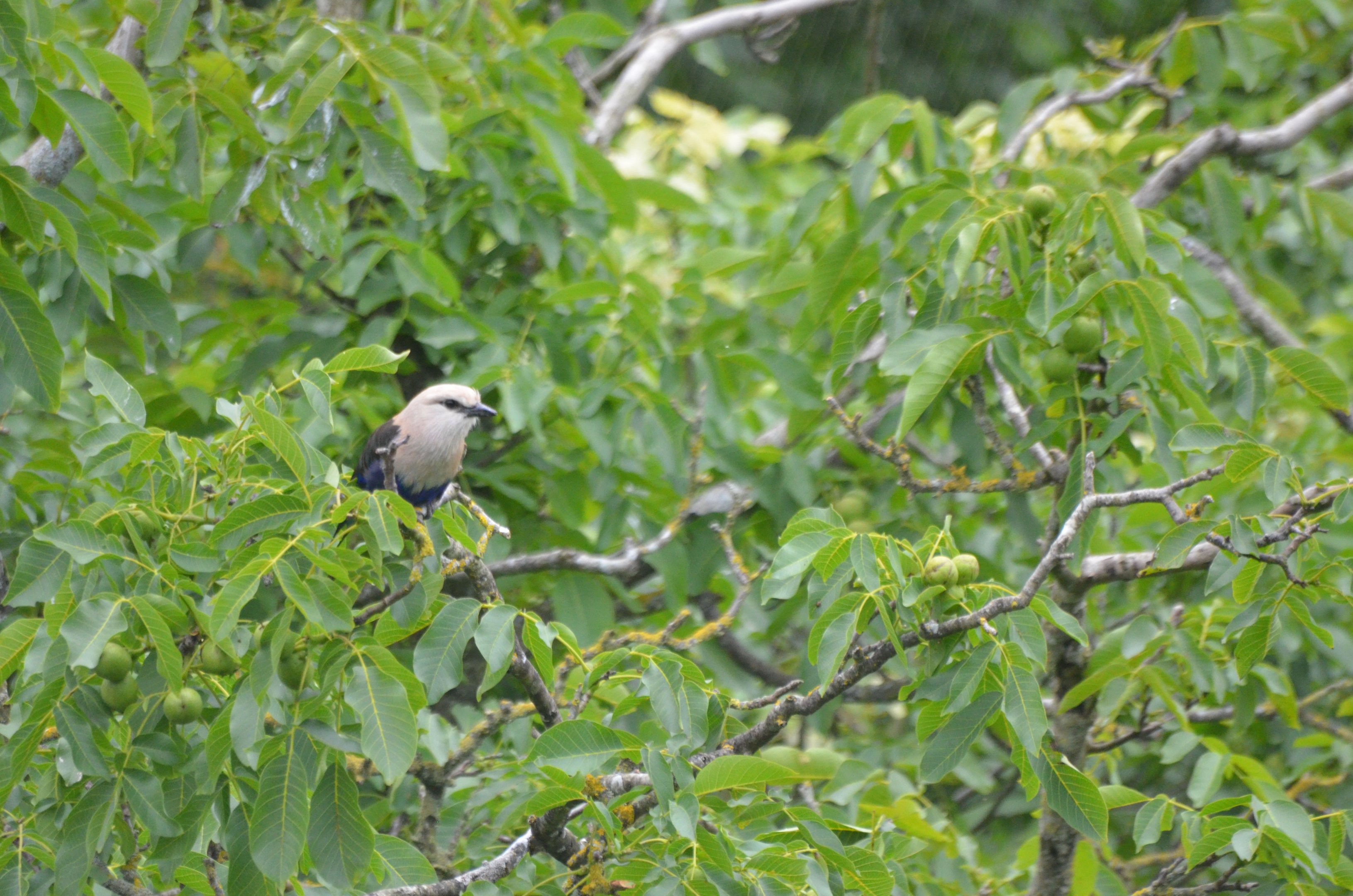 Blue-bellied Roller at Doué-la-Fontaine, 15/06/18