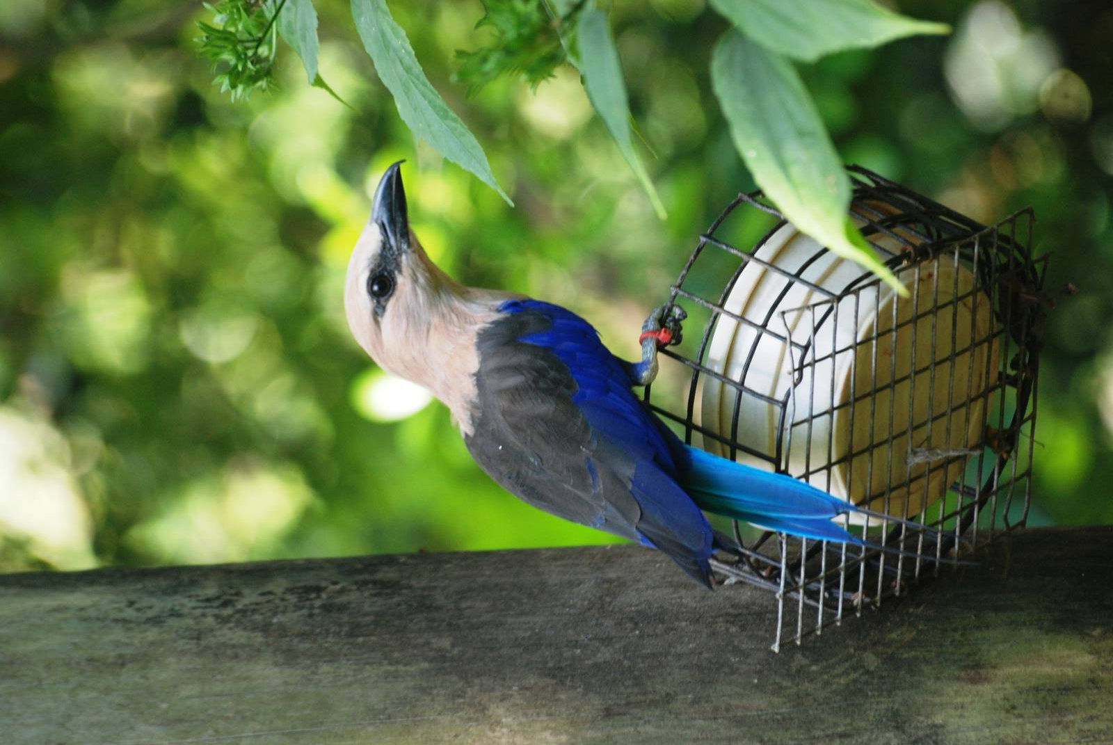 Blue-bellied Roller at Lowry Park, 13/10/13