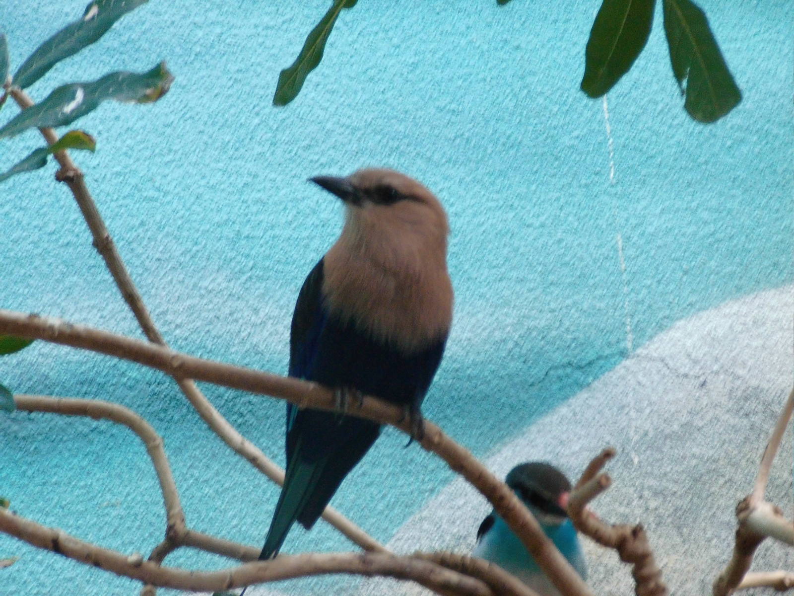 Blue-bellied roller at Philadelphia zoo 2015-03-08