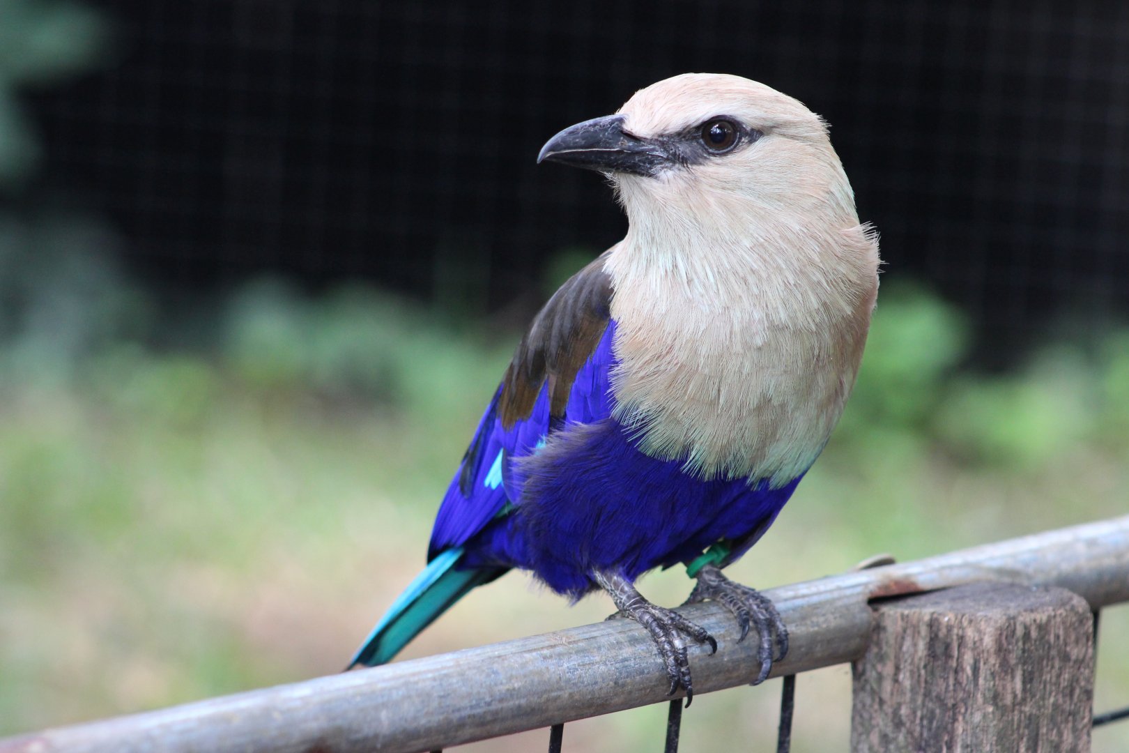 Blue-Bellied Roller at The Maryland Zoo
