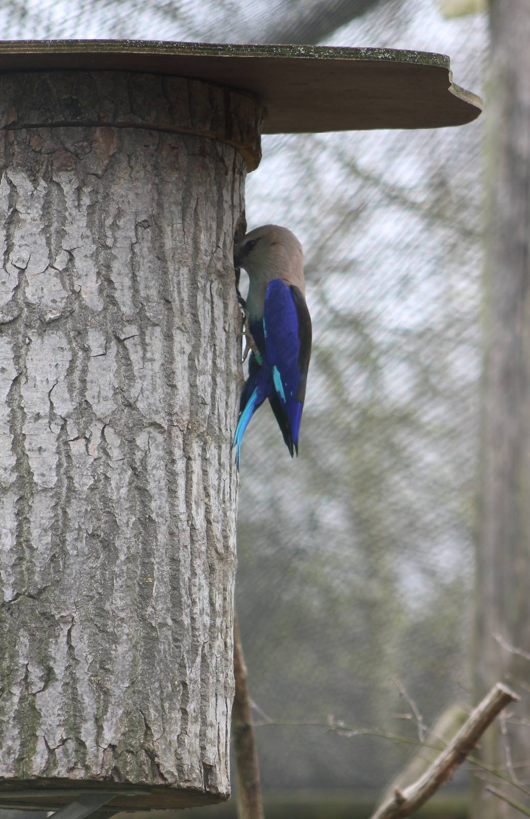 Blue-bellied roller at the nest