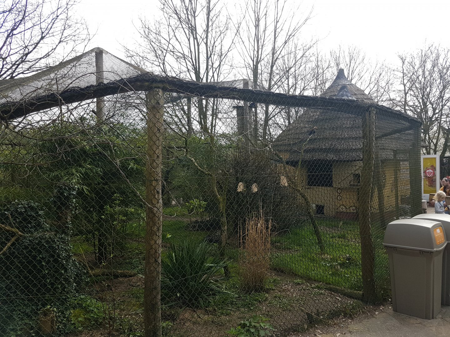 Blue-bellied roller aviary
