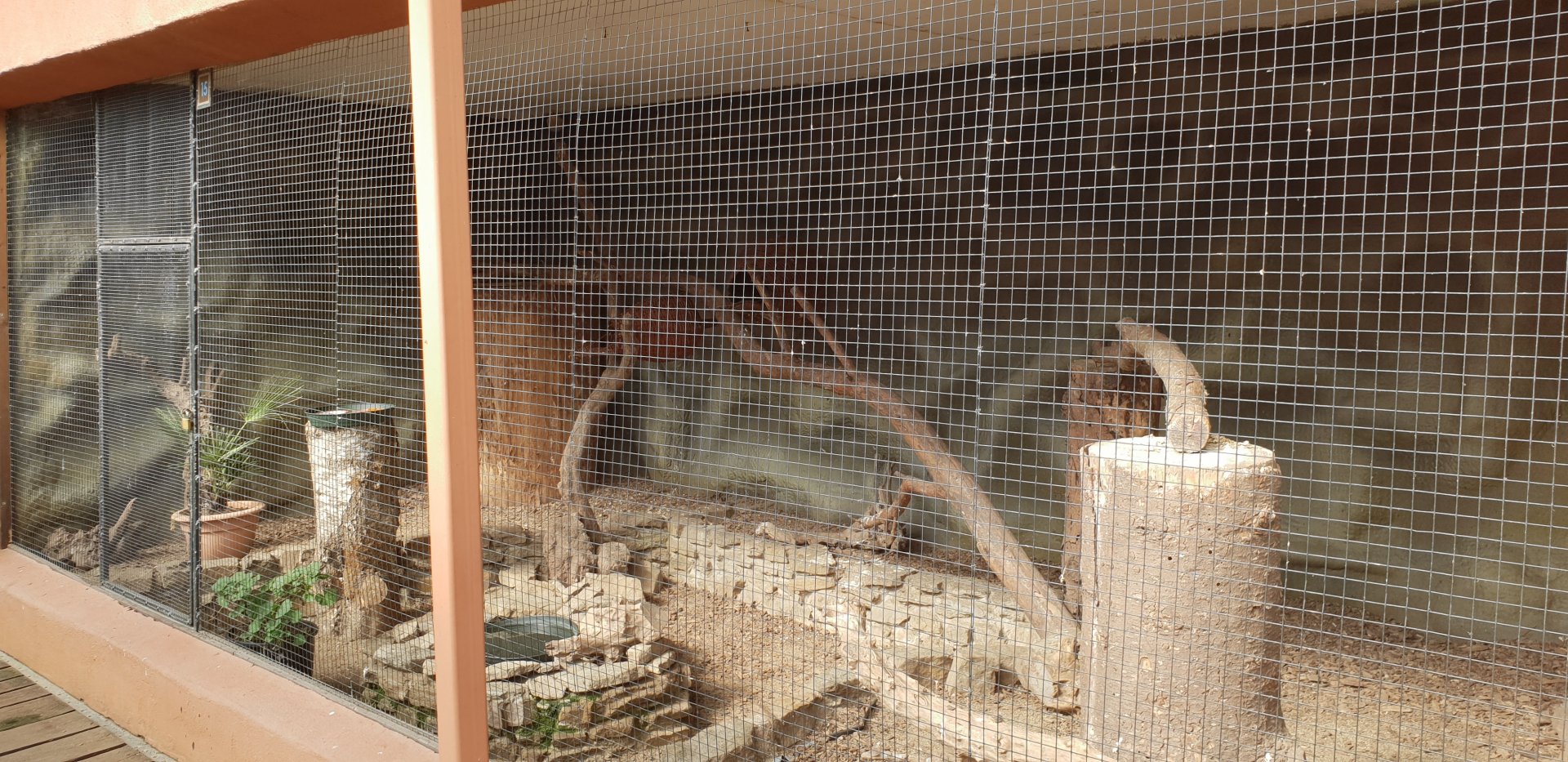 Blue-bellied roller-aviary