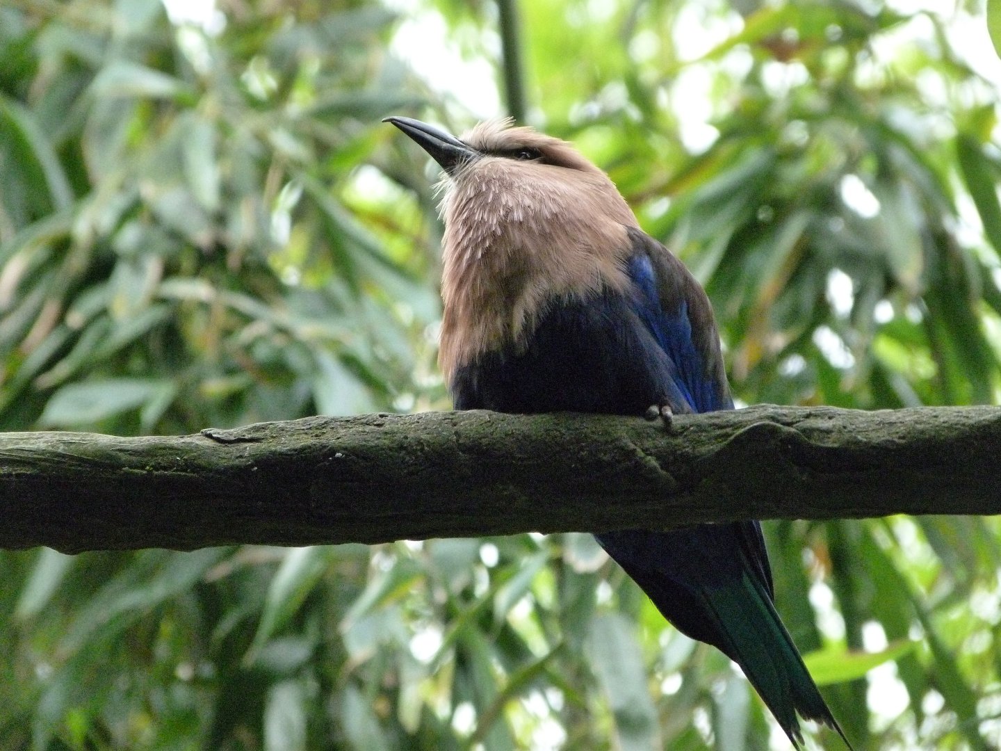 Blue-bellied roller -Bioparc de Doué la Fontaine (2025)