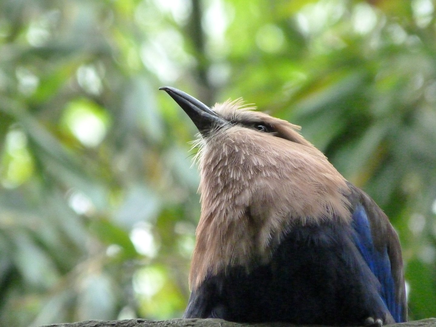 Blue-bellied roller -Bioparc de Doué la Fontaine (2025)