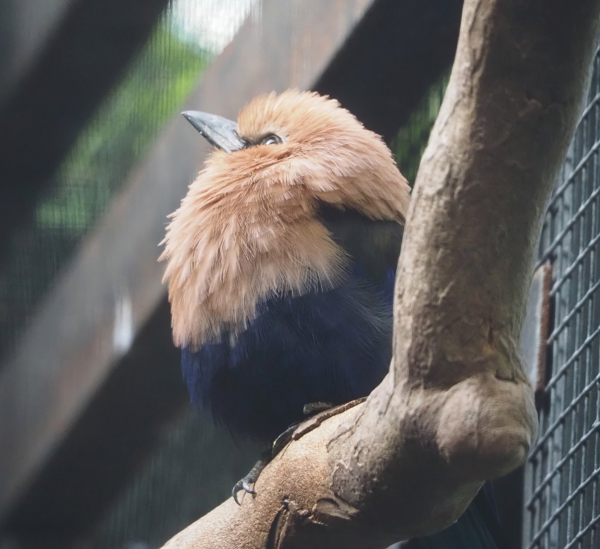 Blue-bellied roller (Coracias cyanogaster), 2025-09-01