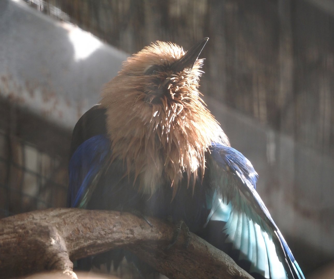 Blue-bellied roller (Coracias cyanogaster), 2025-09-01