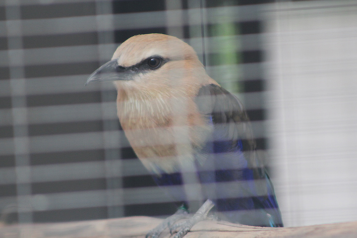 Blue-bellied roller (Coracias cyanogaster) - Aviary Park