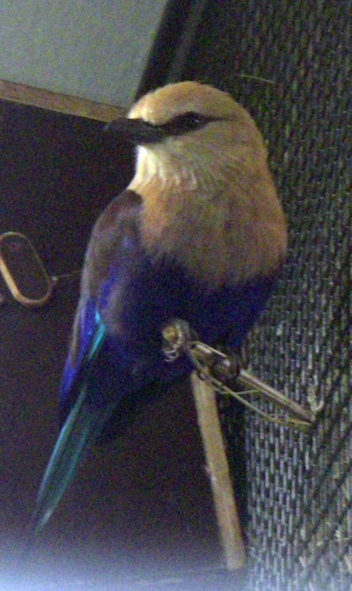 Blue-bellied Roller (Coracias cyanogaster)