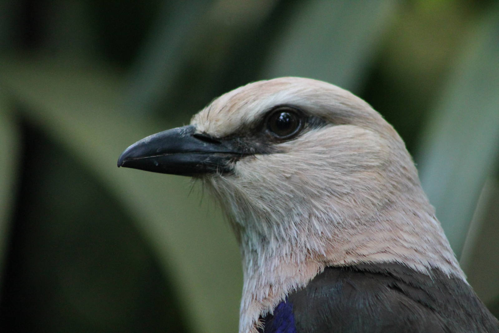 blue-bellied roller (Coracias cyanogaster)