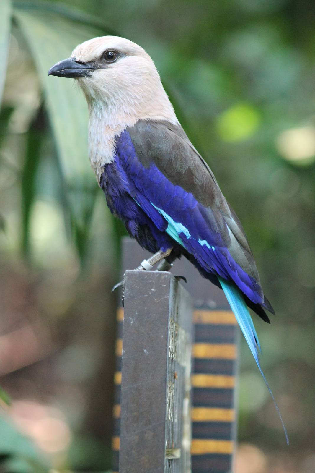 blue-bellied roller (Coracias cyanogaster)