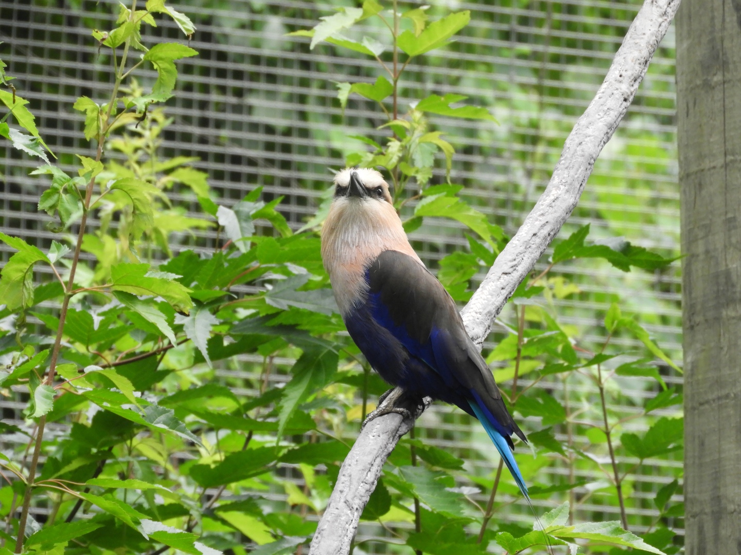 Blue-bellied Roller (Coracias cyanogaster)