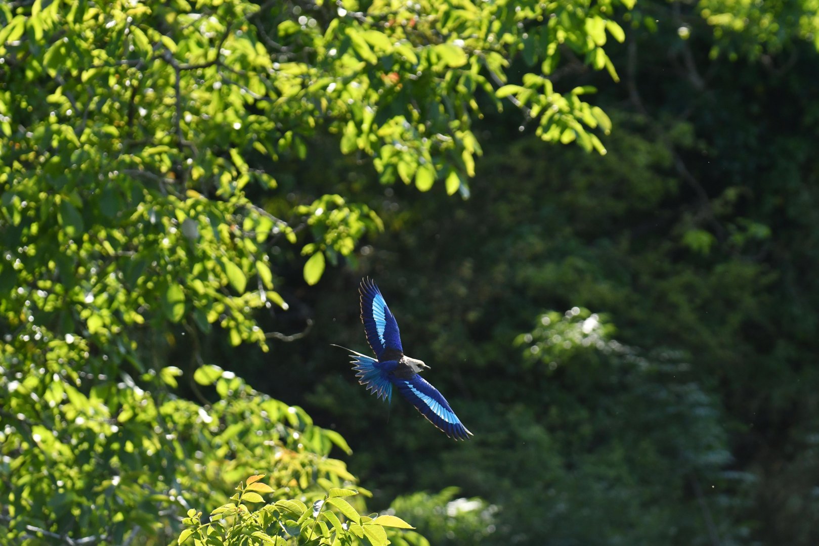 Blue bellied roller (Coracias cyanogaster)