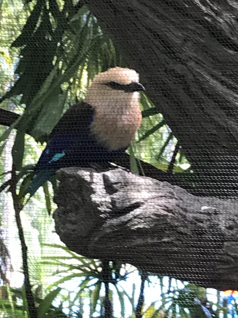 Blue-bellied Roller (Coracias cyanogaster)