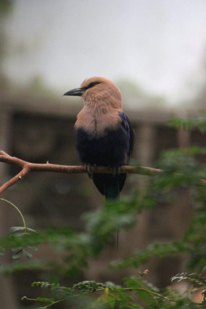 Blue-bellied roller (Coracias cyanogaster)