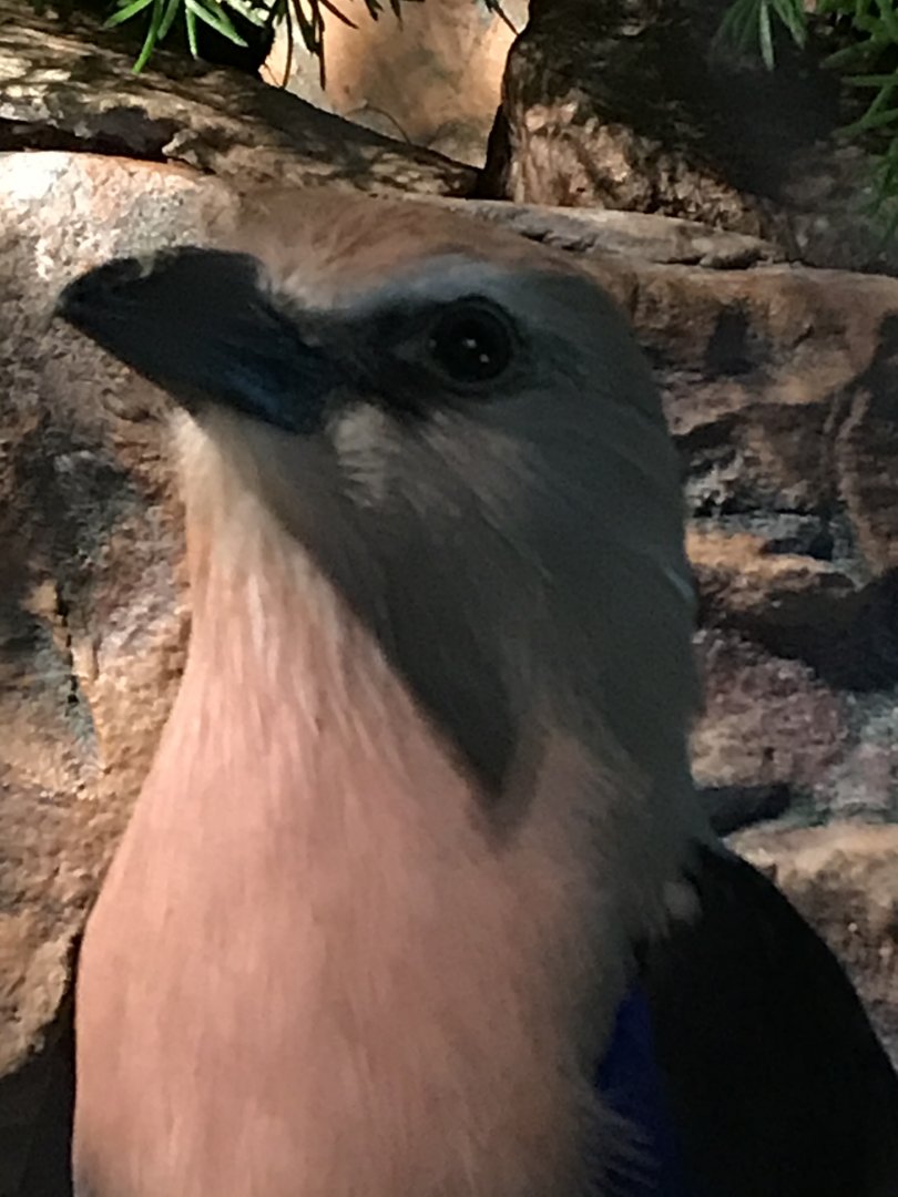 Blue-bellied Roller (Coracias cyanogaster)