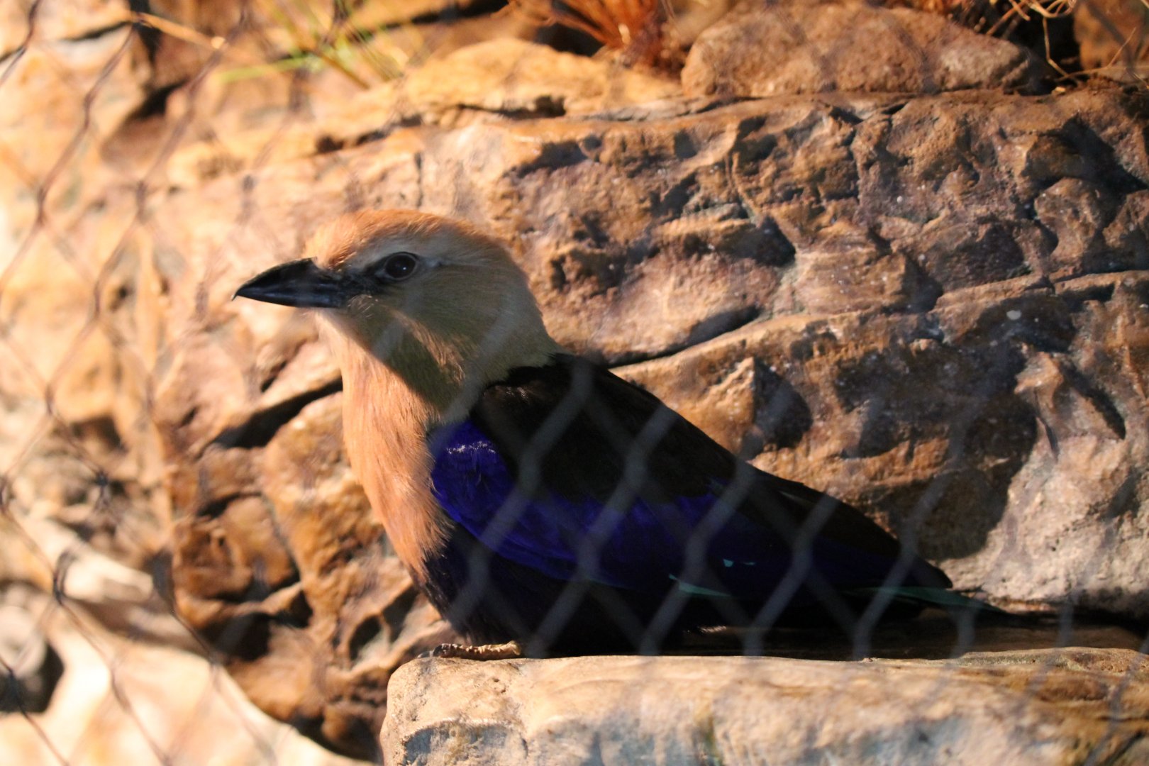 Blue-bellied roller (Coracias cyanogaster)