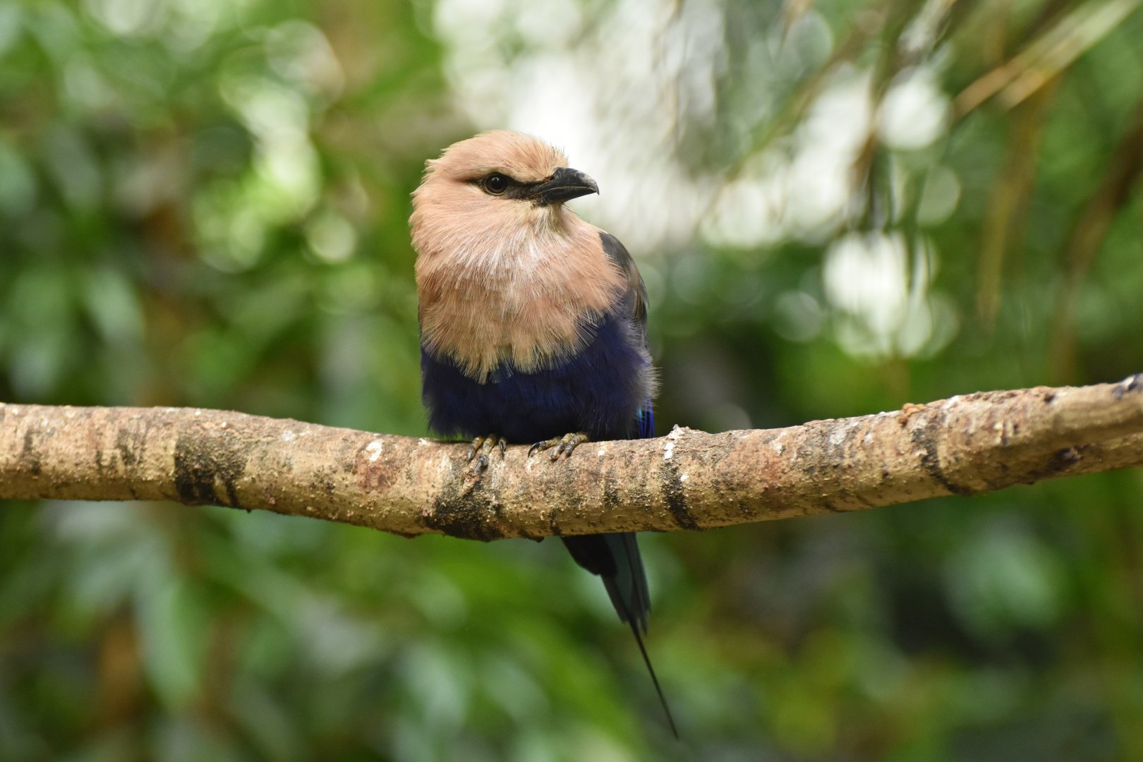 Blue-bellied Roller Coracias cyanogaster