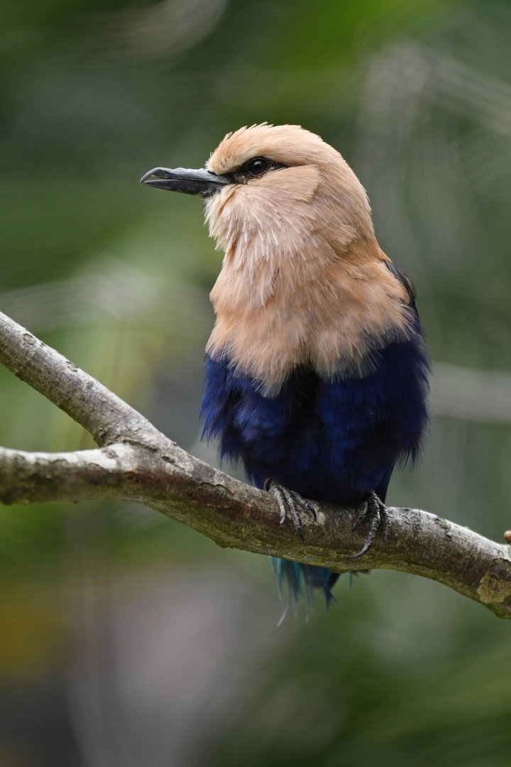 Blue-bellied Roller Coracias cyanogaster