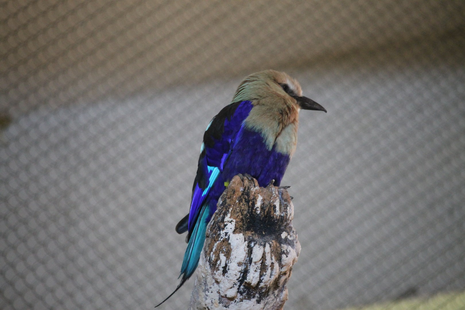 Blue-bellied Roller (Coracias cyanogaster)