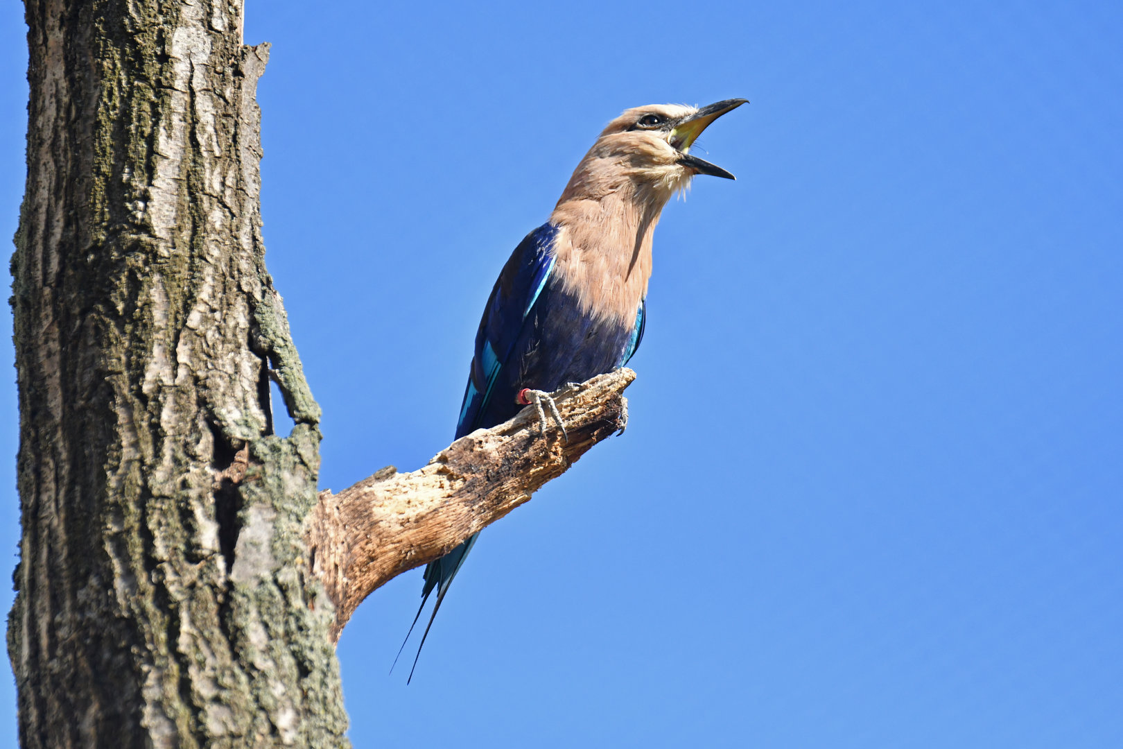 Blue-bellied roller (Coracias cyanogaster)