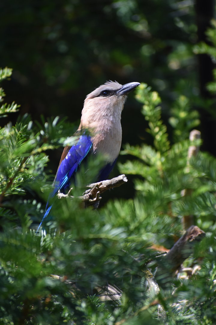 Blue-bellied Roller - Coracias cyanogaster