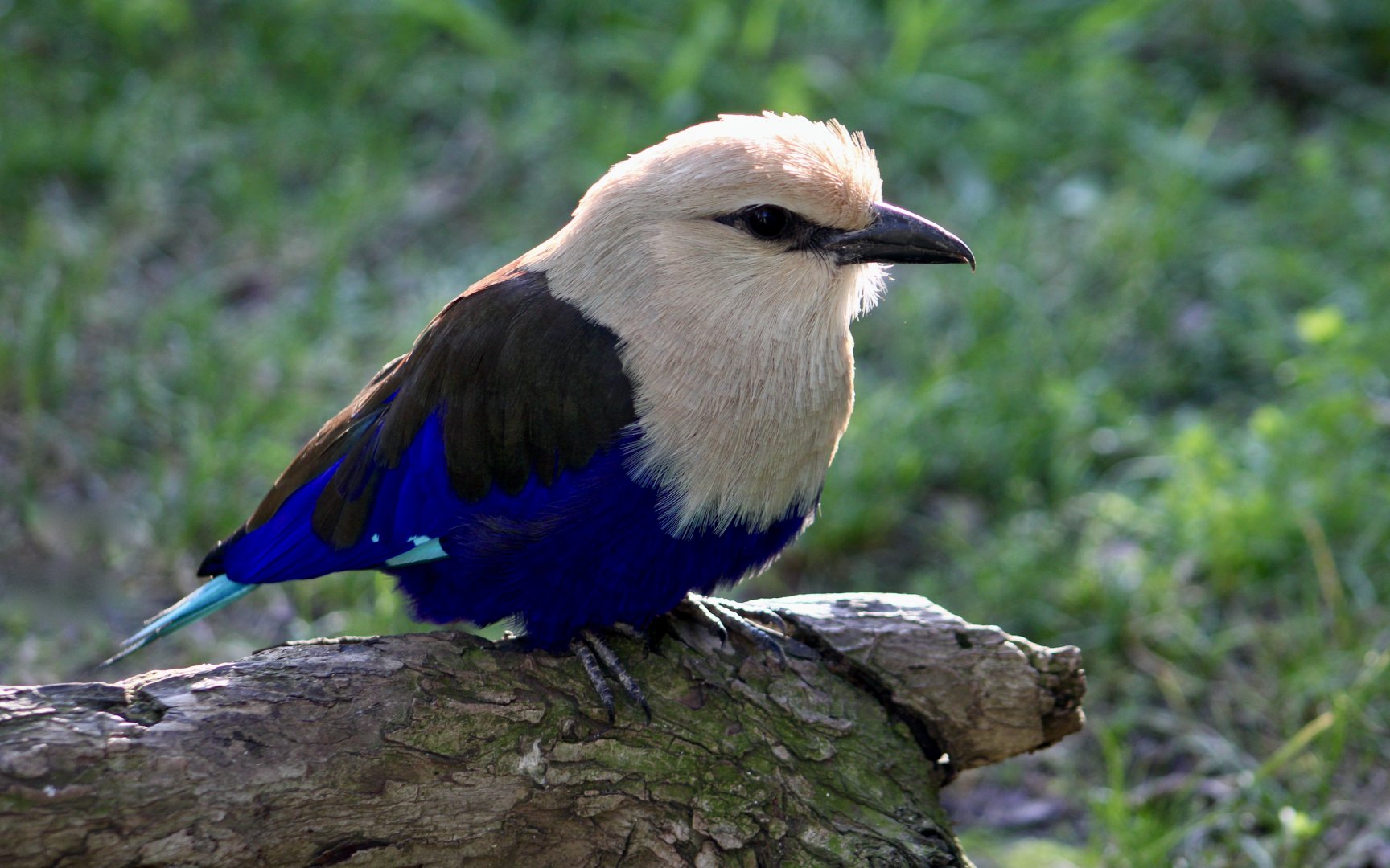 Blue-Bellied Roller (Coracias cyanogaster)