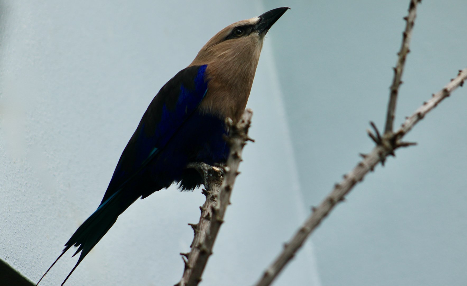 Blue-Bellied Roller (Coracias cyanogaster)
