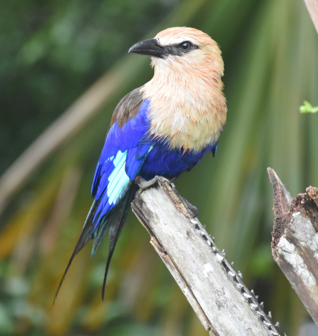Blue-bellied Roller (Coracias cyanogaster)