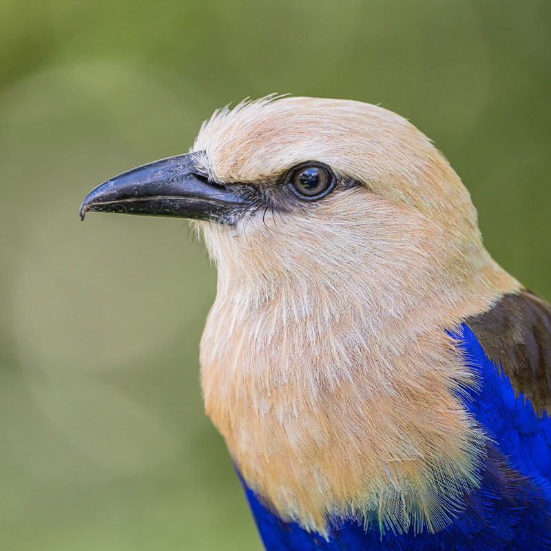 Blue-Bellied Roller (Coracias Cyanogaster)