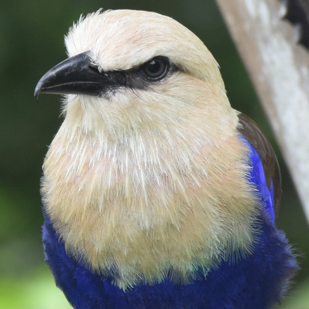 Blue-bellied Roller (Coracias cyanogaster)