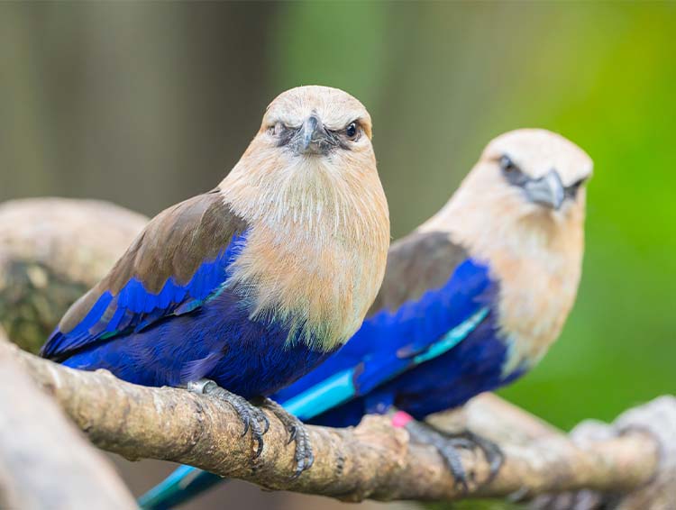 Blue-Bellied Roller (Coracias Cyanogaster)