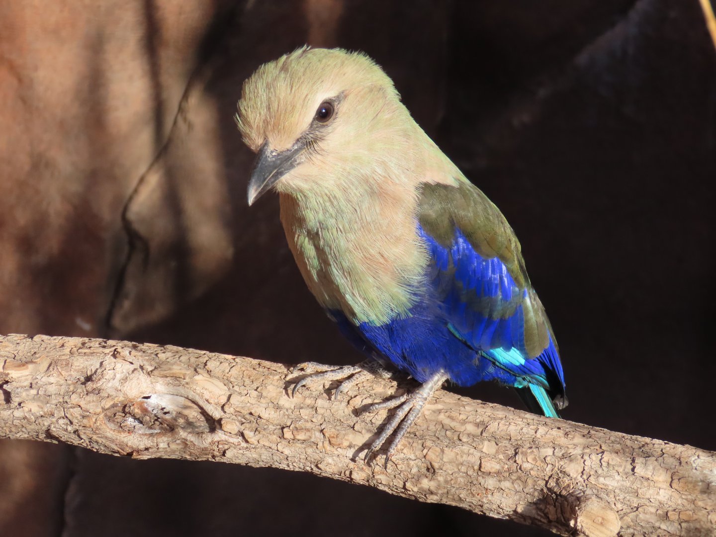 Blue-bellied Roller (Coracias cyanogaster)