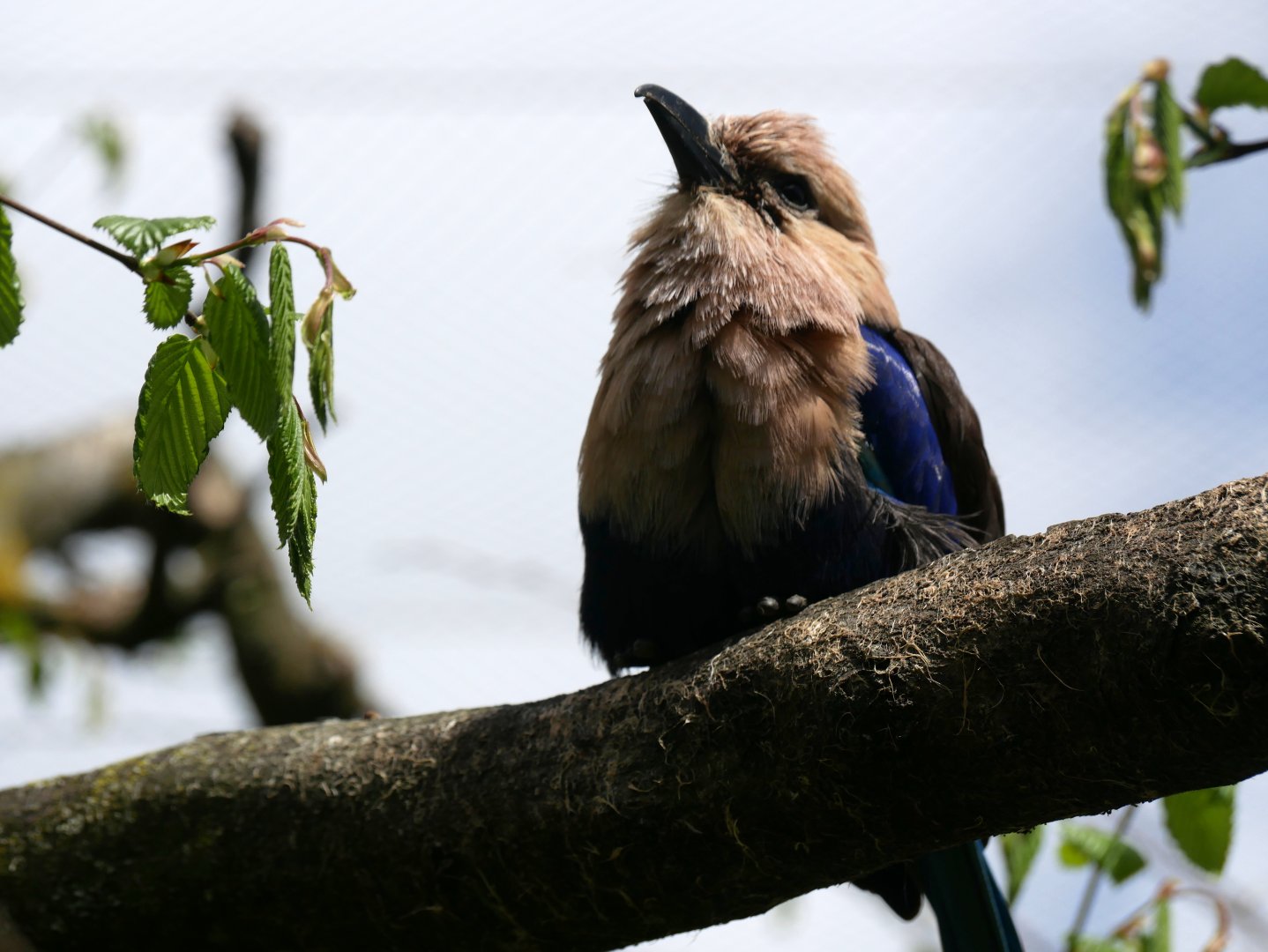Blue-bellied roller (Coracias cyanogaster)