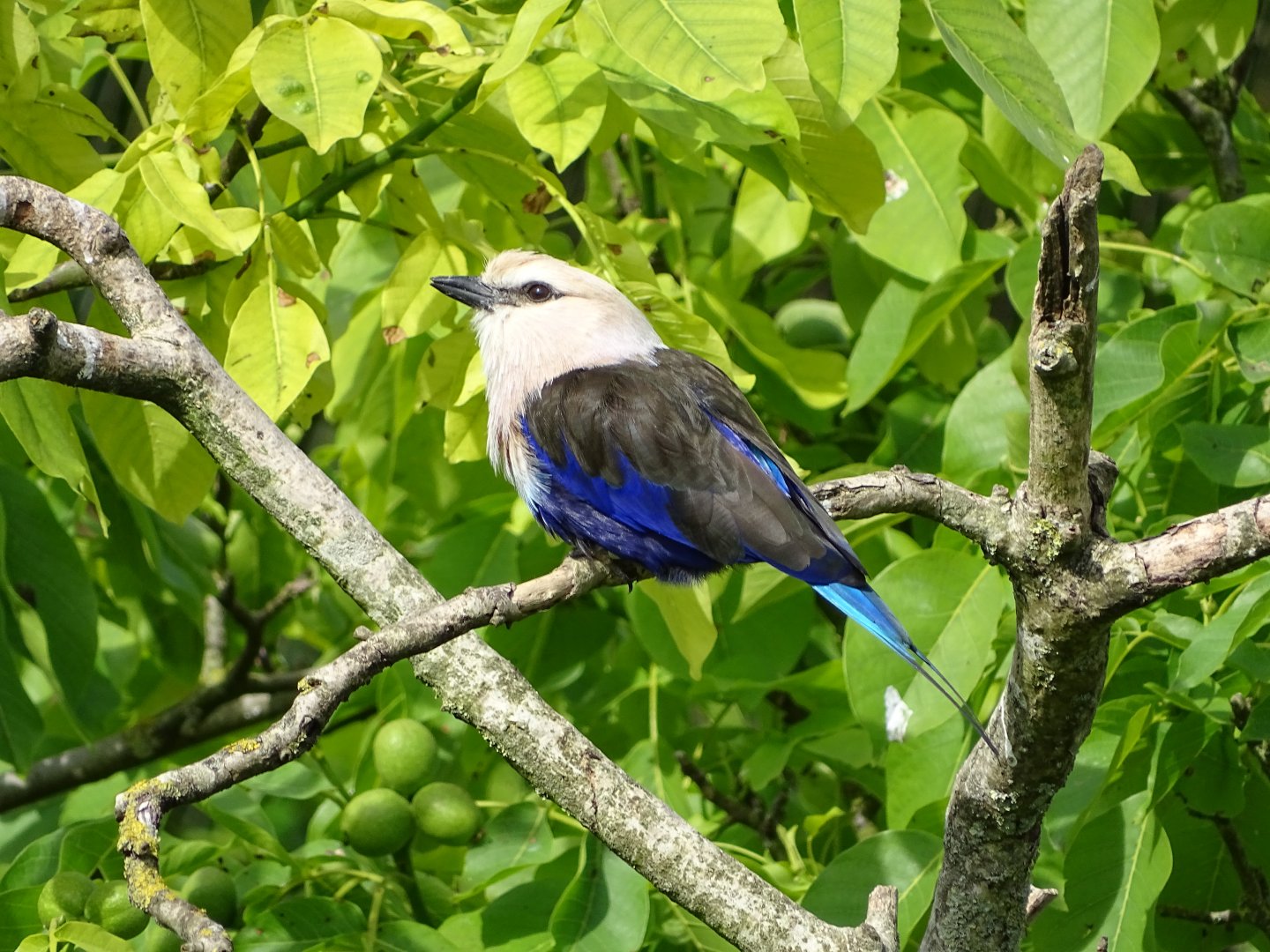 Blue-bellied roller (Coracias cyanogaster)