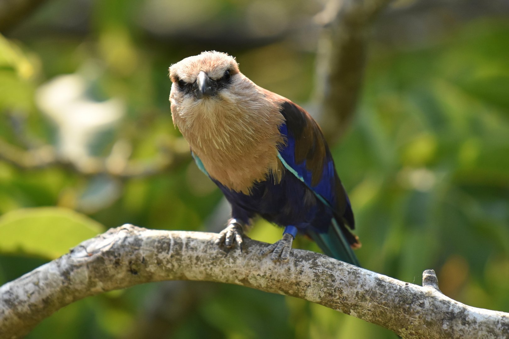 Blue-bellied roller (Coracis cyanogaster)